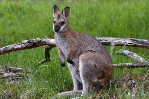 Ultimate Blue Mountains And Wildlife Tour - Food Delivery Shop 0