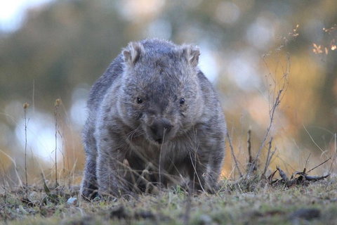 Ultimate Blue Mountains And Wildlife Tour - Food Delivery Shop 3