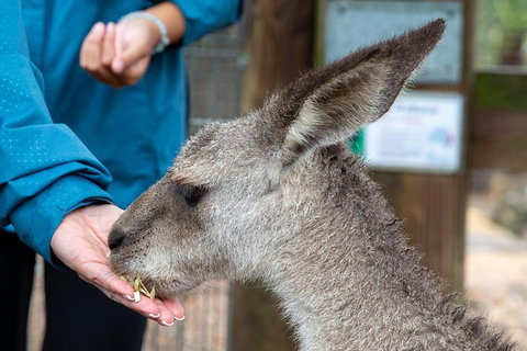 Private Blue Mountains Escape The Crowds SUV Tour - Food Delivery Shop 2