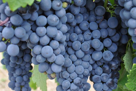 Barossa Valley Cellar Doors Luxury Wine Tour - Food Delivery Shop 4