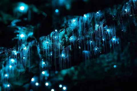Hinterland Magic & Glow-worm Experience - Food Delivery Shop 1