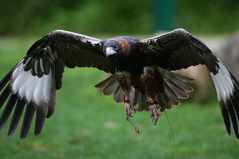 Yarra Valley Wildlife & Wine Day Tour From Melbourne With Healesville Sanctuary - Food Delivery Shop 1