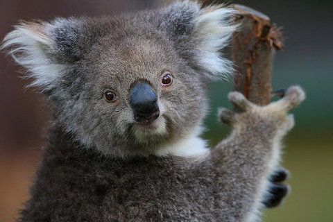 Yarra Valley Wildlife & Wine Day Tour From Melbourne With Healesville Sanctuary - Food Delivery Shop 2