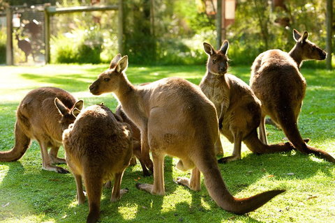 Yarra Valley Wildlife & Wine Day Tour From Melbourne With Healesville Sanctuary - Food Delivery Shop 4
