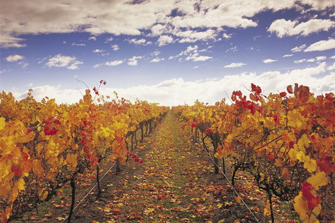 Yarra Valley Wildlife & Wine Day Tour From Melbourne With Healesville Sanctuary - Food Delivery Shop 5