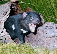 Private Blue Mountains Tour with Kangaroo and Koala Experience - Food Delivery Shop