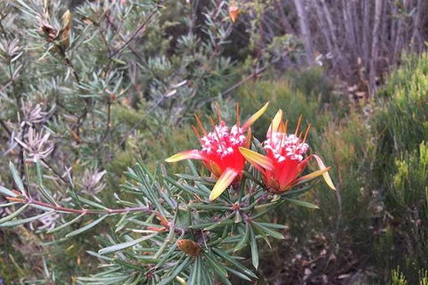 Private Blue Mountains Tour With Kangaroo And Koala Experience - Food Delivery Shop 4