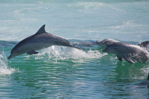 Private Port Stephens Day Trip From Sydney Including Dolphin Cruise - Food Delivery Shop 1
