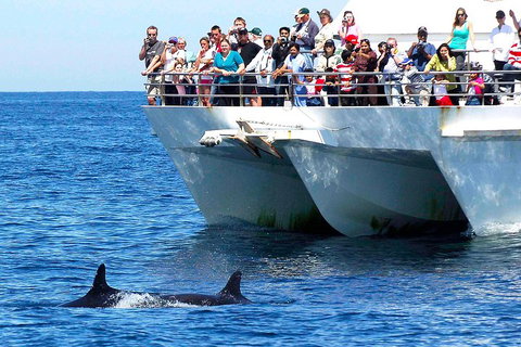 Private Port Stephens Day Trip From Sydney Including Dolphin Cruise - Food Delivery Shop 2