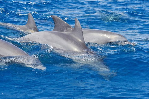 Private Port Stephens Day Trip From Sydney Including Dolphin Cruise - Food Delivery Shop 4
