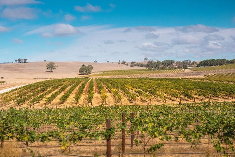 Barossa Valley Private Tour (from 2 To 11 People) - Food Delivery Shop 2
