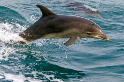 1.5HR Mudjimba Island Wildlife Safari