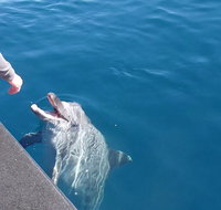 Noosa Wild Dolphin Safari - Food Delivery Shop