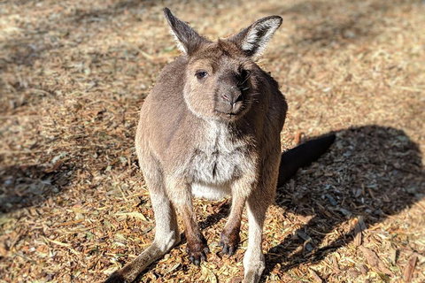 Blue Mountains Private Tour - Wild Kangaroos, Waterfalls And The Three Sisters - Food Delivery Shop 2