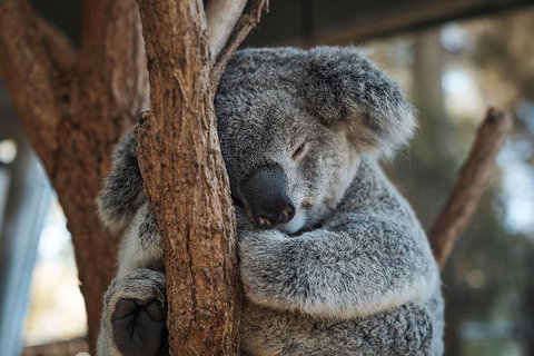 Sydney Taronga Zoo General Entry Ticket - Food Delivery Shop 3
