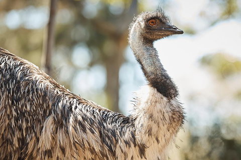 Sydney Taronga Zoo General Entry Ticket - Food Delivery Shop 4