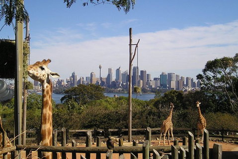 Sydney Taronga Zoo's Australian Animals Tour - Food Delivery Shop 4