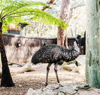 Sydney Taronga Zoo General Entry Ticket and Wild Australia Experience - Food Delivery Shop