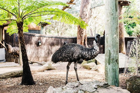 Sydney Taronga Zoo General Entry Ticket And Wild Australia Experience - Food Delivery Shop 0