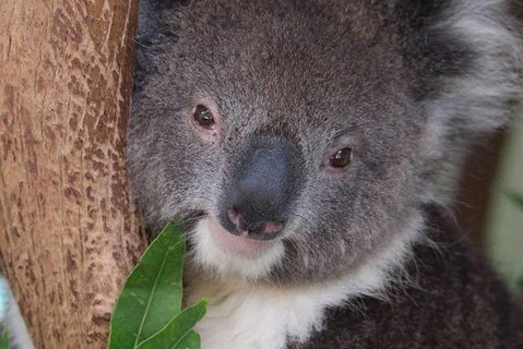 All Inclusive Blue Mountains Small-Group Day Trip From Sydney - Food Delivery Shop 1