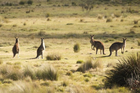 The Explorers' Discovery Tour - Gold, Wine & Wildlife - Food Delivery Shop 5