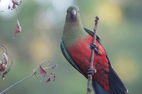 Inside The Greater Blue Mountains World Heritage - A Wildlife Safari Overnight - Food Delivery Shop 0