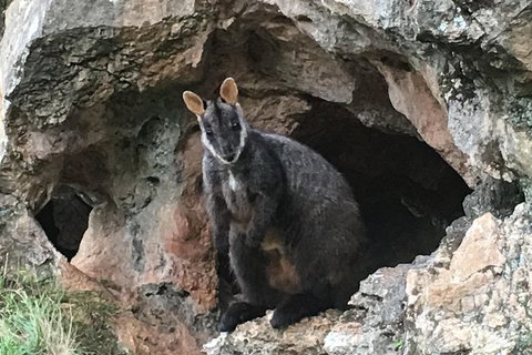 Inside The Greater Blue Mountains World Heritage - A Wildlife Safari Overnight - Food Delivery Shop 1