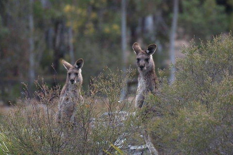 Inside The Greater Blue Mountains World Heritage - A Wildlife Safari Overnight - Food Delivery Shop 2