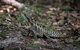 Cape Byron Aboriginal Tour - thumb 3