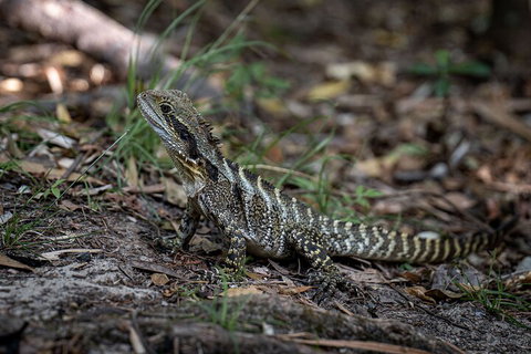 Cape Byron Aboriginal Tour - Food Delivery Shop 3