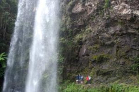 Springbrook National Park Discovery Full-Day Bushwalking Tour - Food Delivery Shop 0