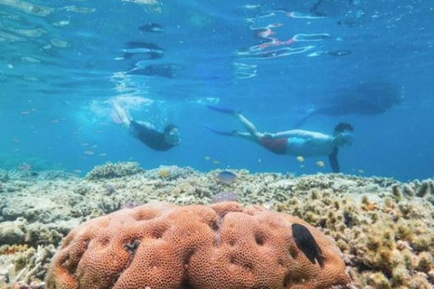 Great Barrier Reef Day Cruise To Reefworld - Food Delivery Shop 1