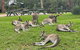 Private Scenic Day Trip From Sydney For Families And Friends - thumb 4