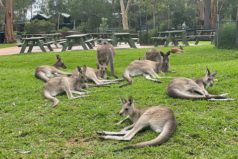 Private Scenic Day Trip From Sydney For Families And Friends - Food Delivery Shop 4