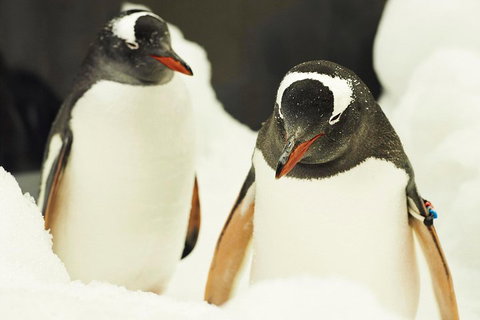 Penguin Passport At SEA LIFE Melbourne Aquarium - Food Delivery Shop 2