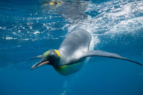 Penguin Passport At SEA LIFE Melbourne Aquarium - Food Delivery Shop 3