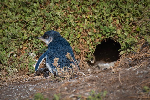 Small-Group Phillip Island Penguin Parade Day Tour From Melbourne - Food Delivery Shop 1