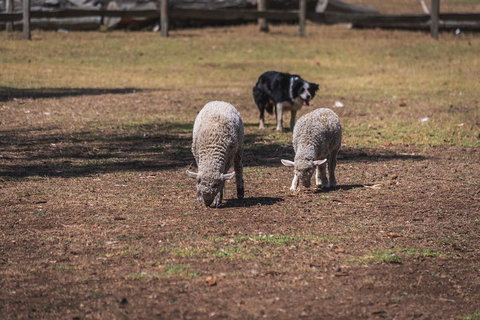 Small-Group Phillip Island Penguin Parade Day Tour From Melbourne - Food Delivery Shop 2