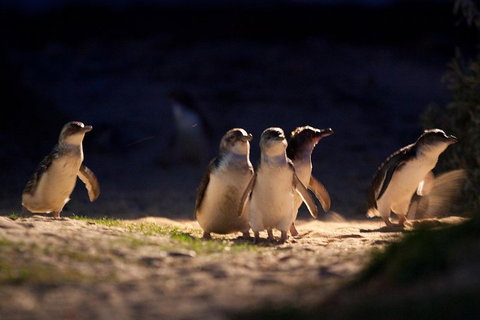 Small-Group Phillip Island Penguin Parade Day Tour From Melbourne - Food Delivery Shop 5