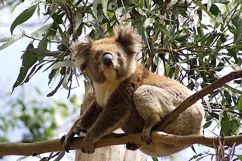 Melbourne Combo: Great Ocean Road, Puffing Billy, Moonlit Sanctuary & Penguins - Food Delivery Shop 3