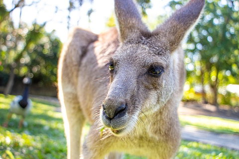Virtual Interactive Australian Wildlife Tour With Private Guide-Wildlife Habitat - Food Delivery Shop 2