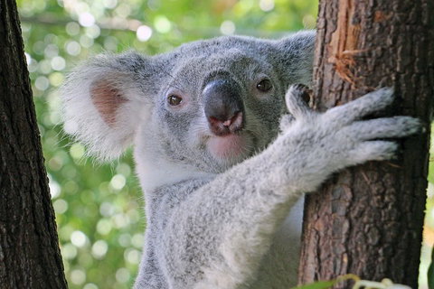 Virtual Interactive Australian Wildlife Tour With Private Guide-Wildlife Habitat - Food Delivery Shop 3