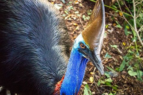 Virtual Interactive Australian Wildlife Tour With Private Guide-Wildlife Habitat - Food Delivery Shop 5