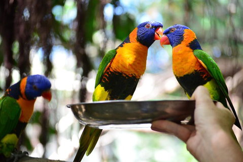 Wildlife Habitat Port Douglas - Food Delivery Shop 0