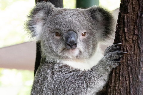 Wildlife Habitat Port Douglas - Food Delivery Shop 1