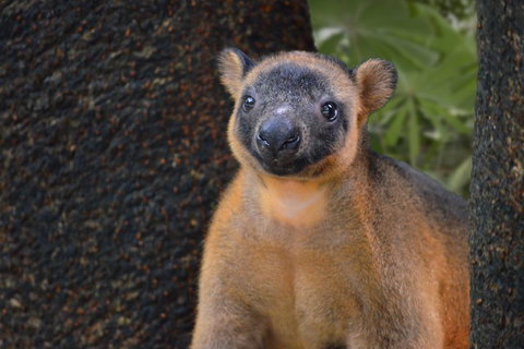 Wildlife Habitat Port Douglas - Food Delivery Shop 5