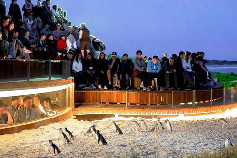 Private Tour: Phillip Island, Penguin Parade And Moonlit Sanctuary Conservation Park From Melbourne - Food Delivery Shop 4
