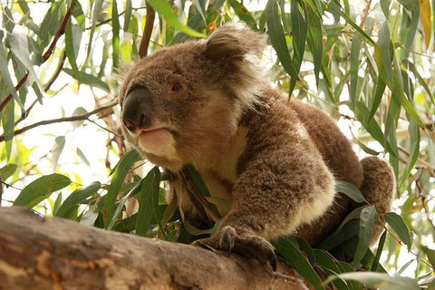 Private Tour: Phillip Island, Penguin Parade And Moonlit Sanctuary Conservation Park From Melbourne - Food Delivery Shop 5