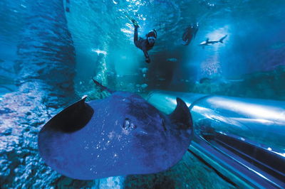 Snorkel with Sharks at AQWA