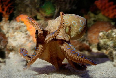 Glass Bottom Boat  Entry at AQWA